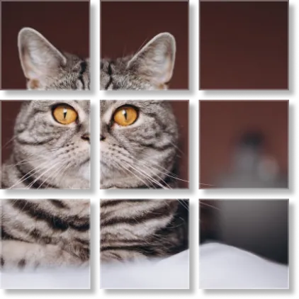 cat face on split canvas