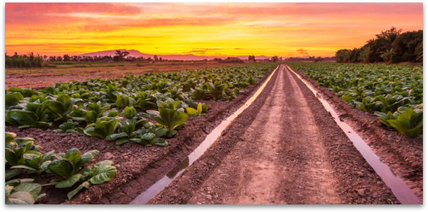 large canvas pictures