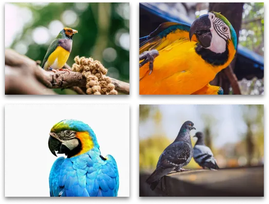 combinations walldispay canvas